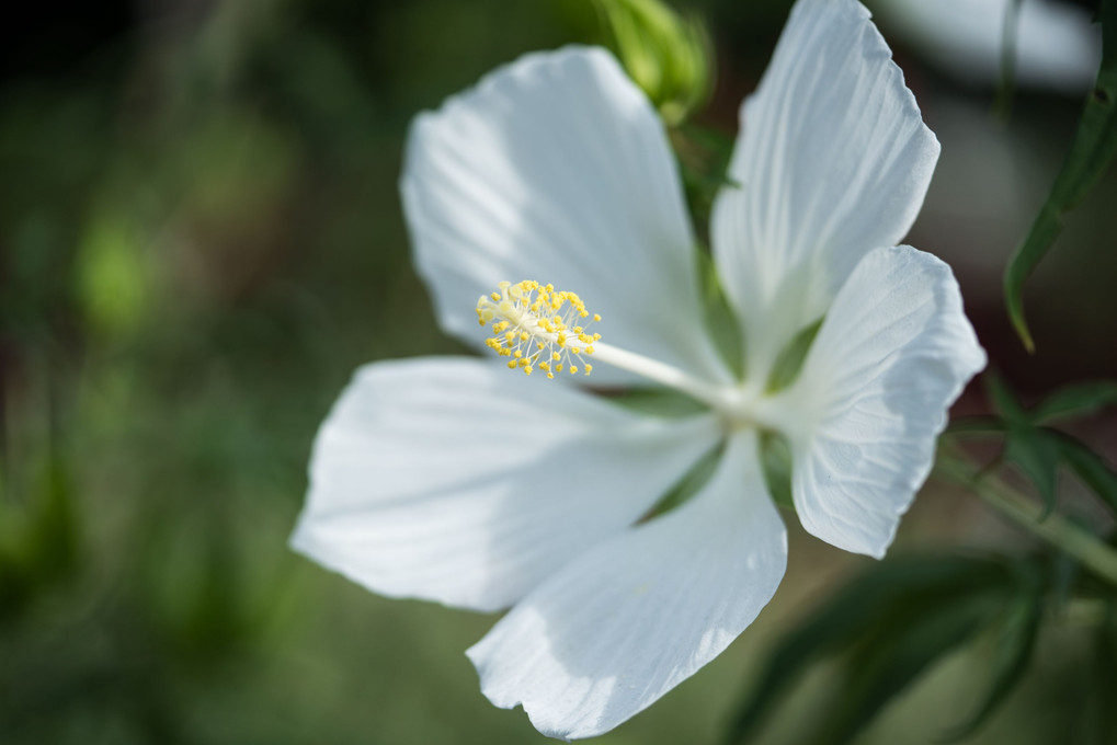 真っ白な大輪花