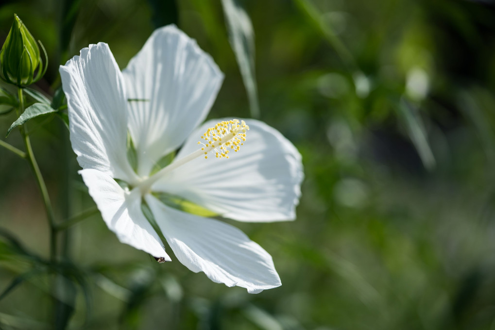 真っ白な大輪花