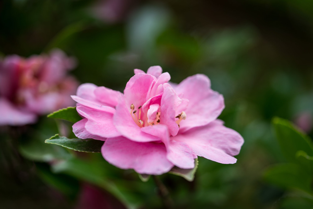 獅子咲きの山茶花