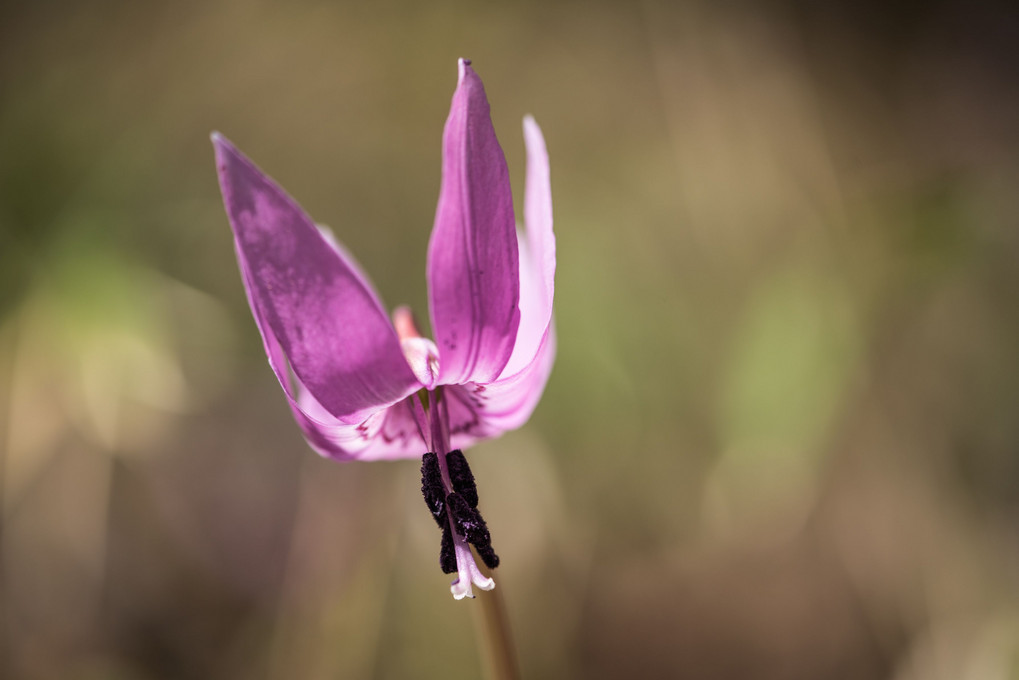 妖精の目覚め Chatraさん Acafe Aの写真投稿サイト ソニー 妖精の目覚め Chatraさん Acafe Aの写真投稿サイト ソニー