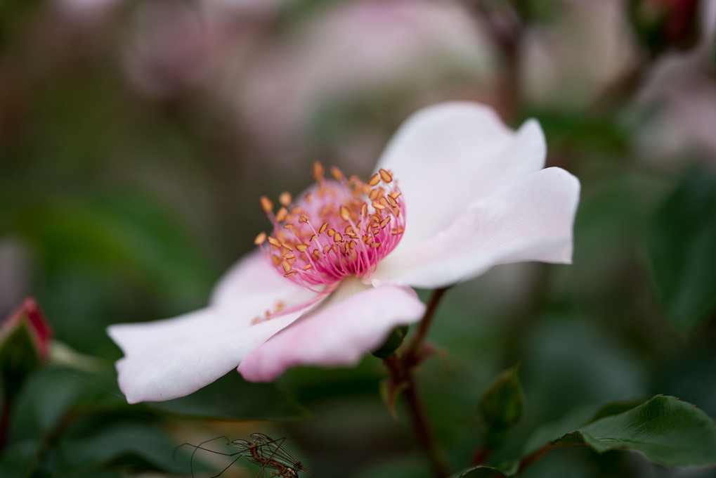 桜色のバラ