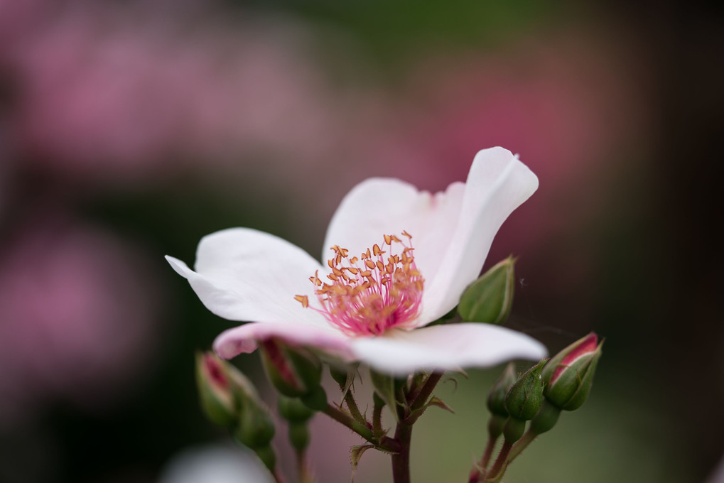 桜色のバラ