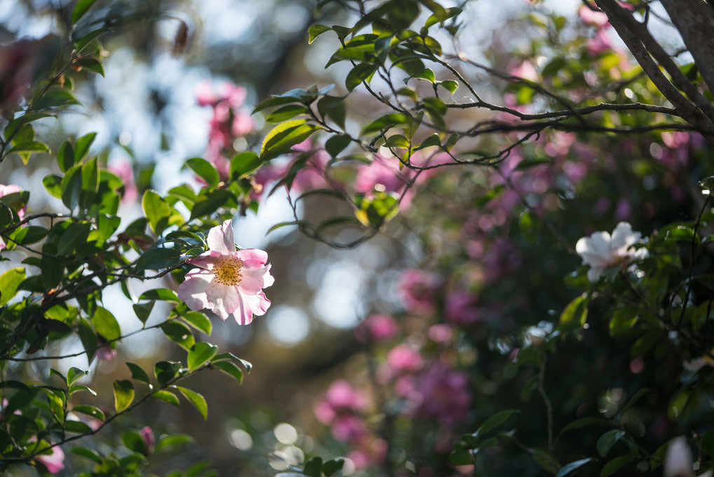 冬を告げる花