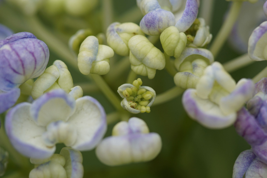 紫陽花の花はどこ？