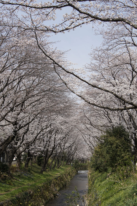 引地川の桜