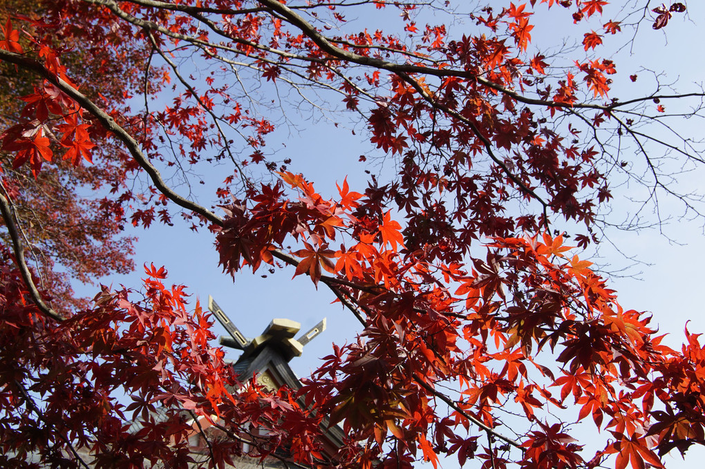 阿夫利神社（大山）の紅葉
