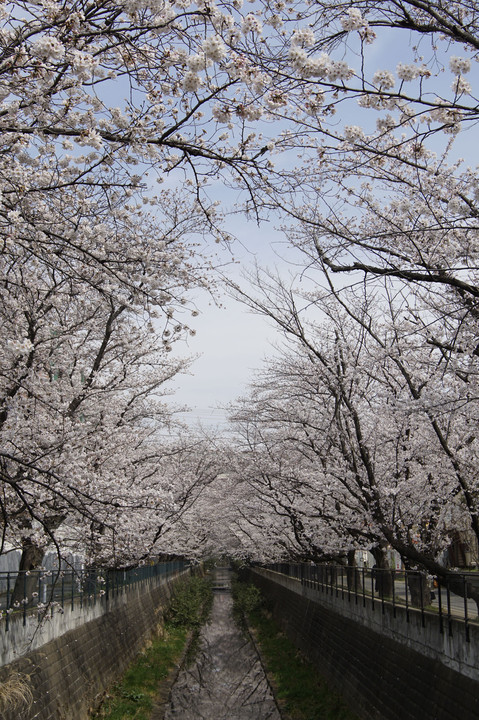 麻生川の桜並木
