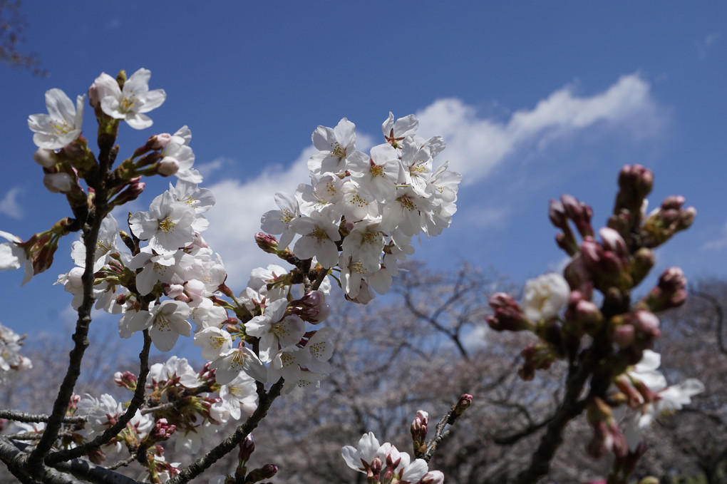 さくら　昭和記念公園にて