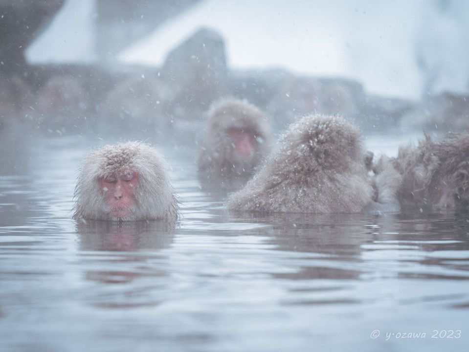 SNOW MONKEY