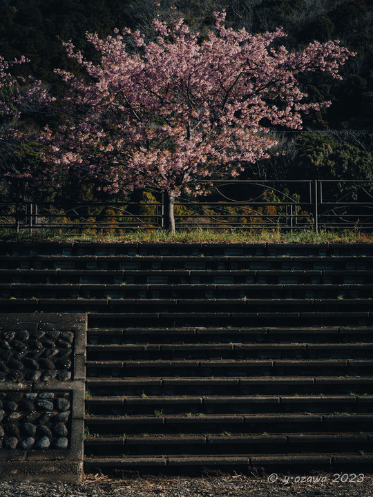 河津桜