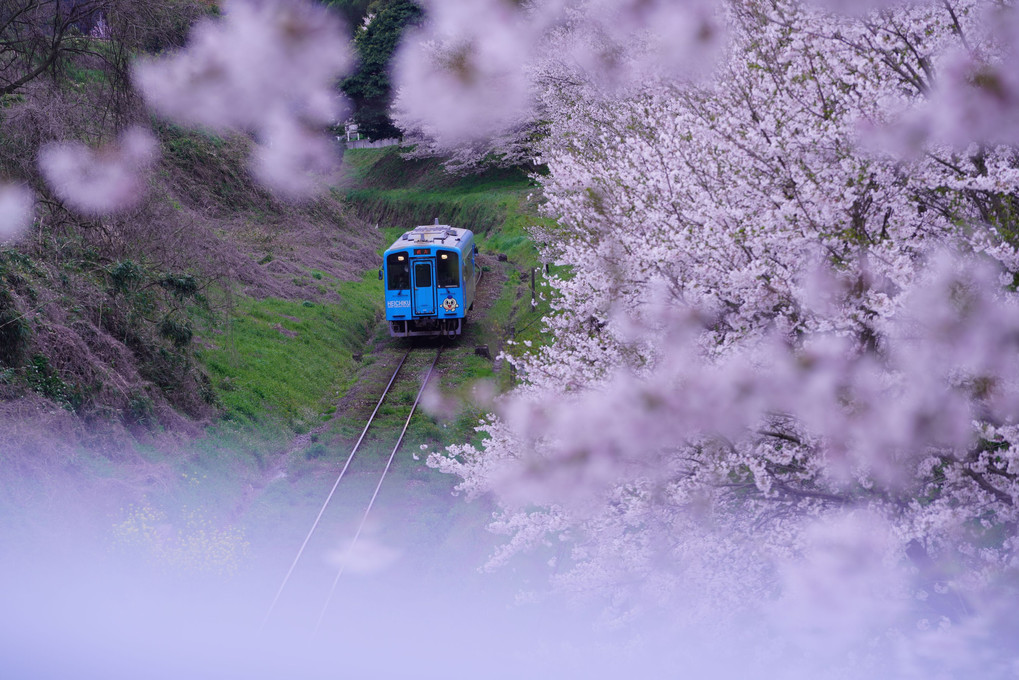 桜と列車　「蔵出し」