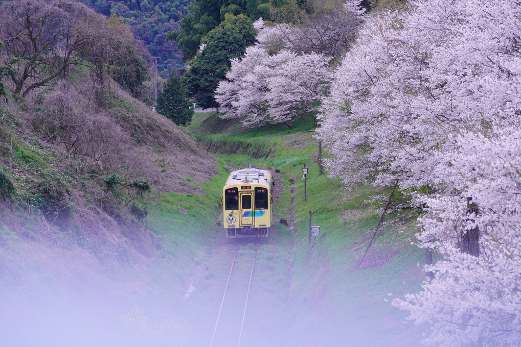 桜と列車　「蔵出し」