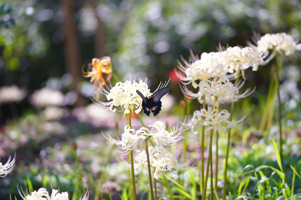 彼岸花に飛び交う蝶🦋