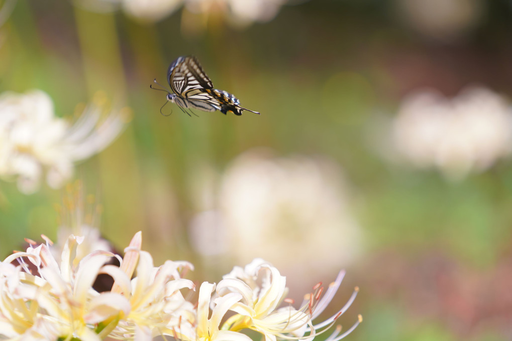 彼岸花に飛び交う蝶🦋