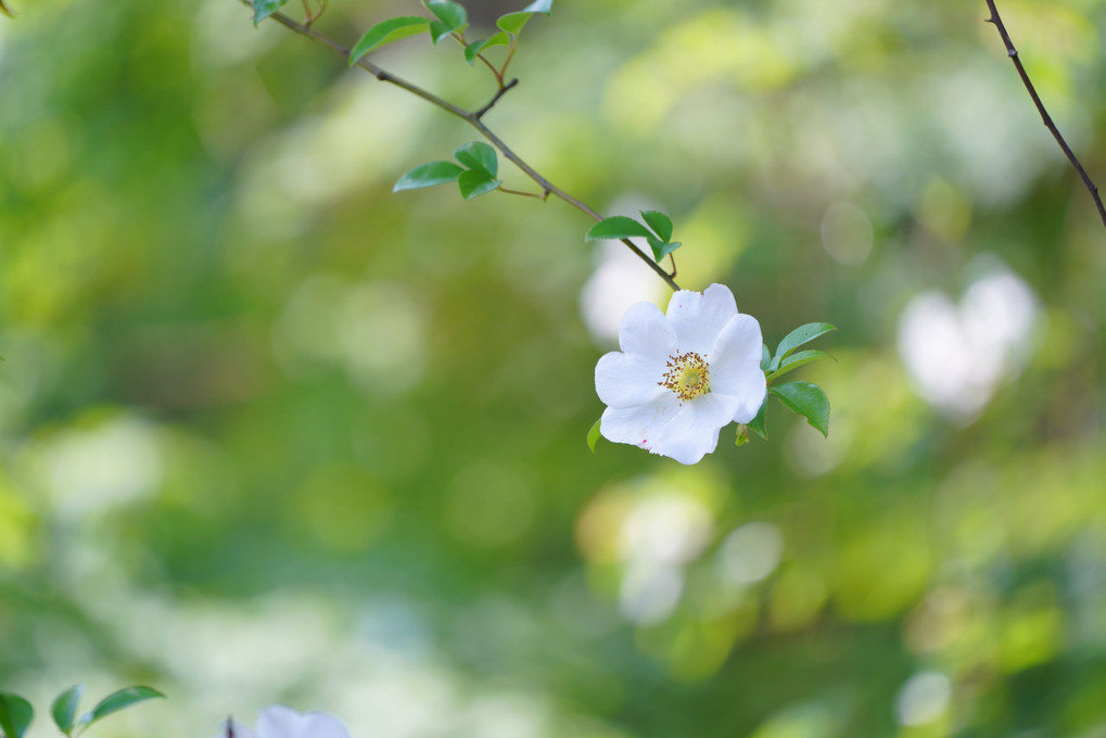 春の花々