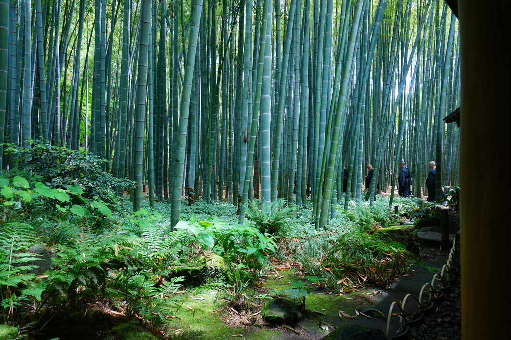 報国寺「鎌倉竹の庭」