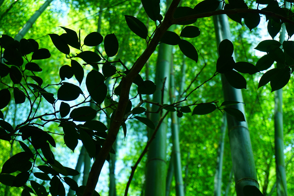 報国寺「鎌倉竹の庭」