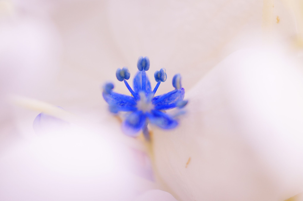 白いガクの中の青い花びら