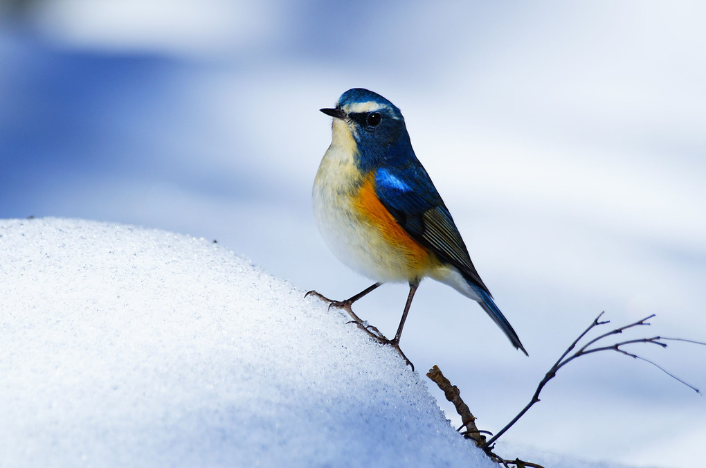 Blue bird and snow