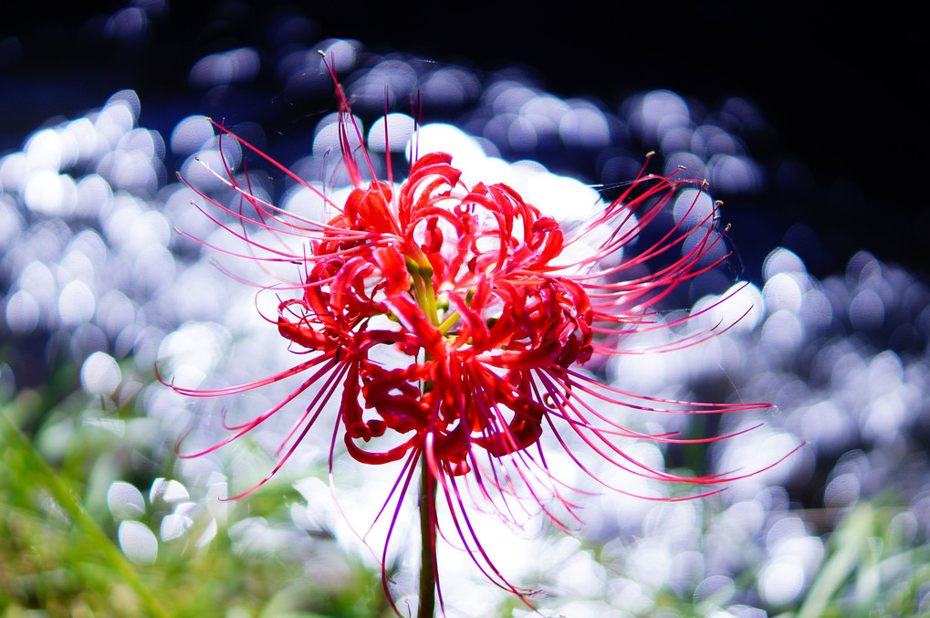 曼珠沙華 ～天界に咲く花～