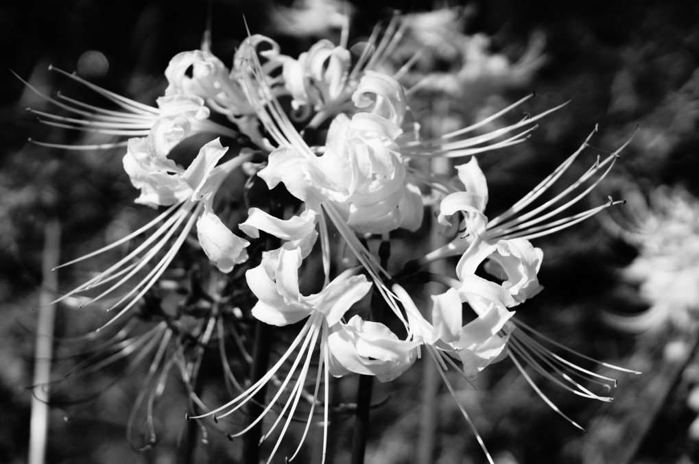 White cluster amaryllis