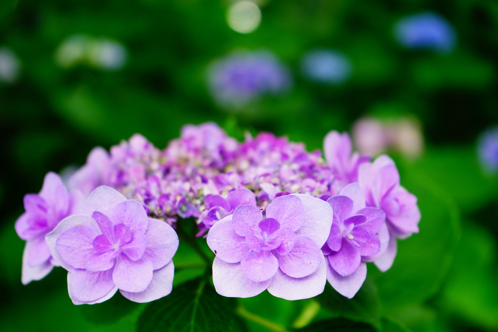萼紫陽花。