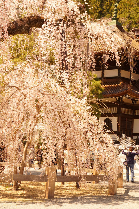 身延山久遠寺