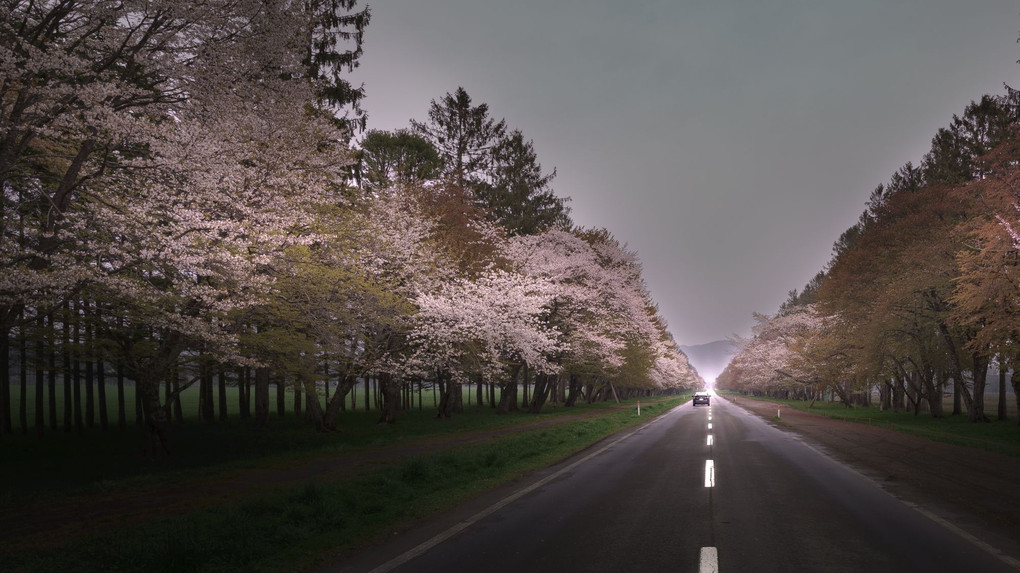 Cherry Blossom street