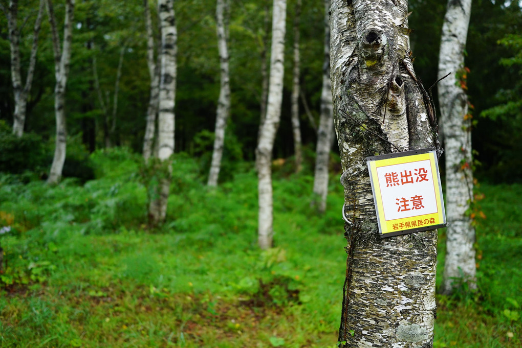 岩手県民の森