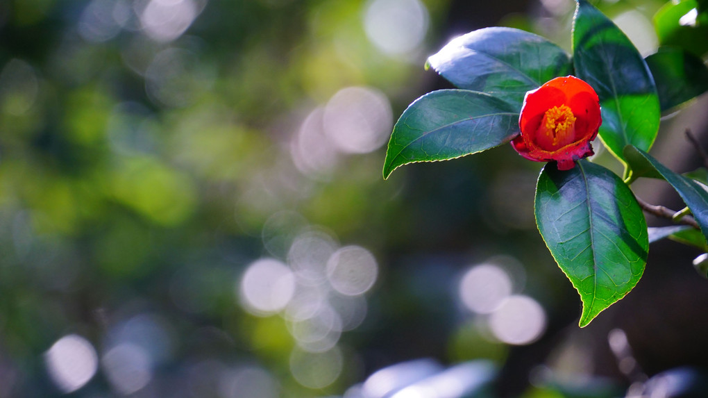 チェジュの花たち