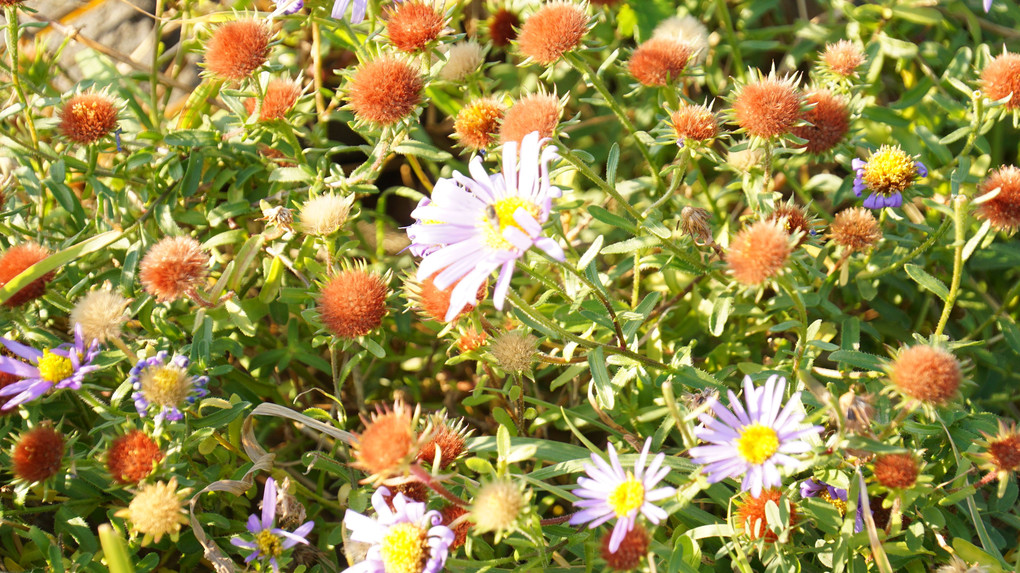 チェジュの花たち