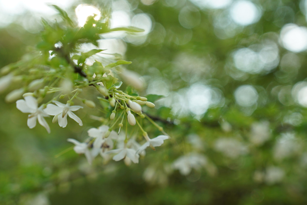 ホーチミンの花たち