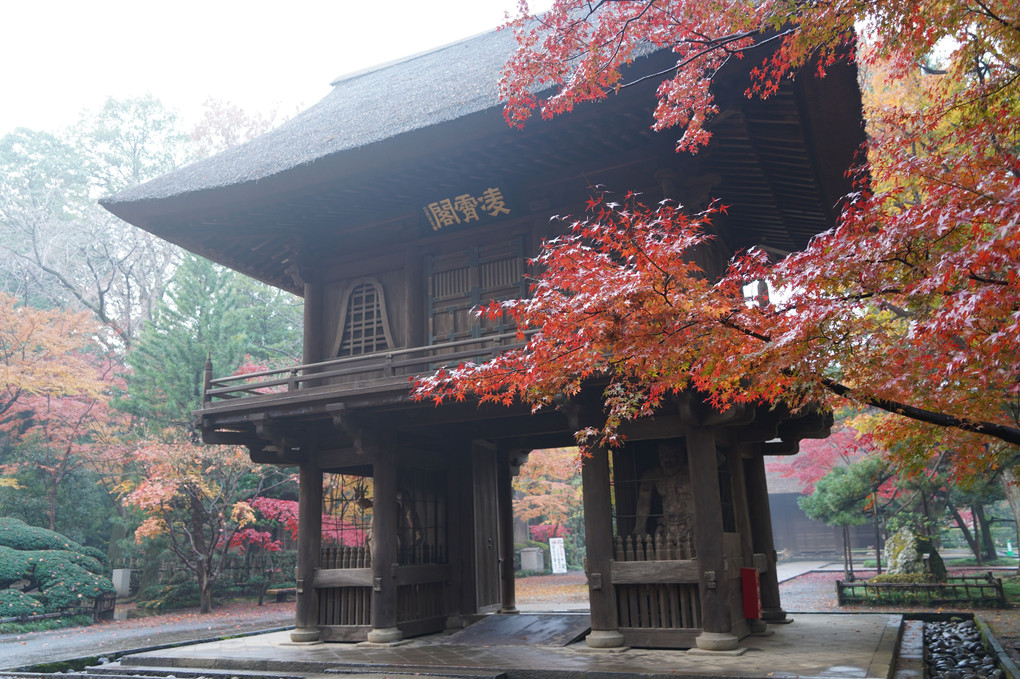 雨上がりの平林寺