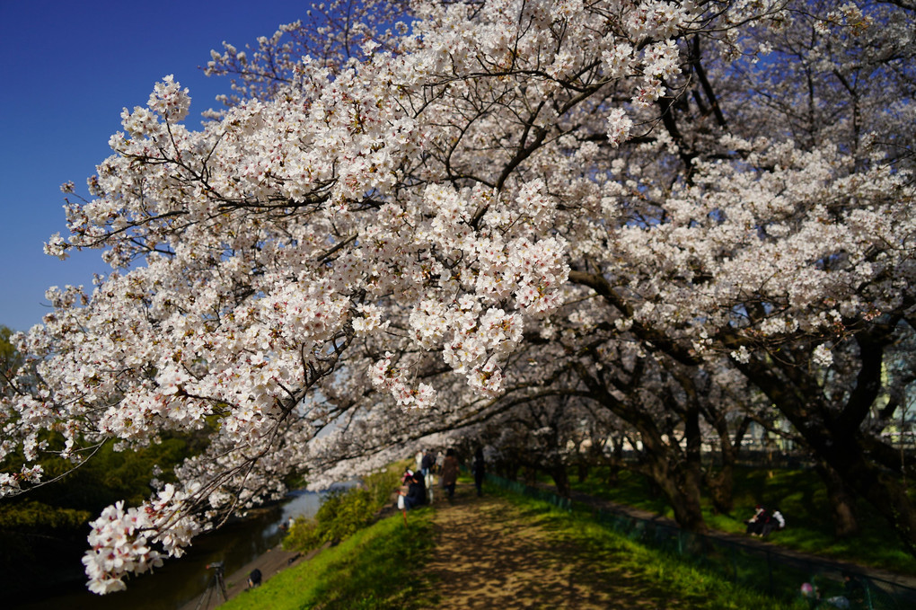 柳瀬川の桜