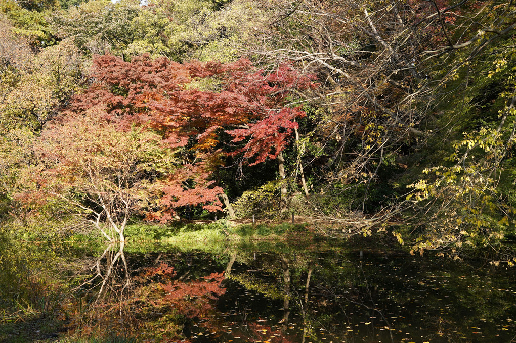 小石川植物園(カエデ並木)