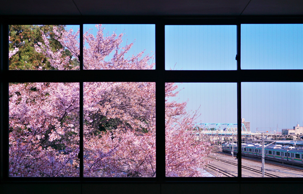 桜のある窓