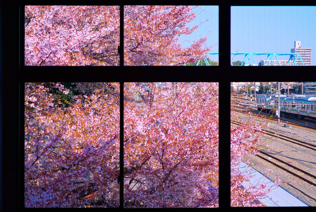 桜のある窓