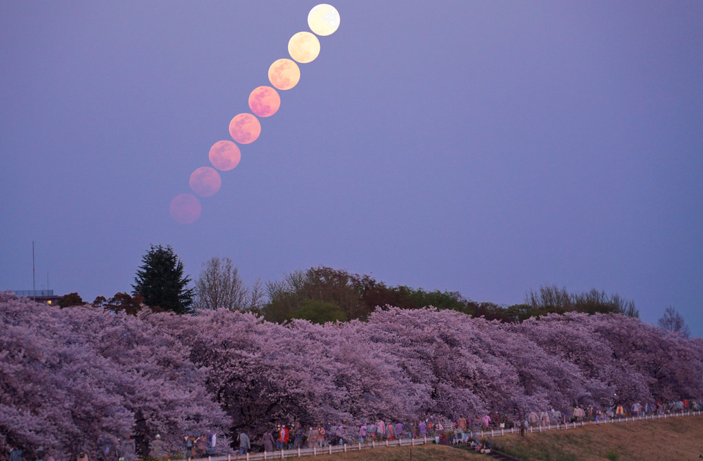 満ちる花、満ちる月