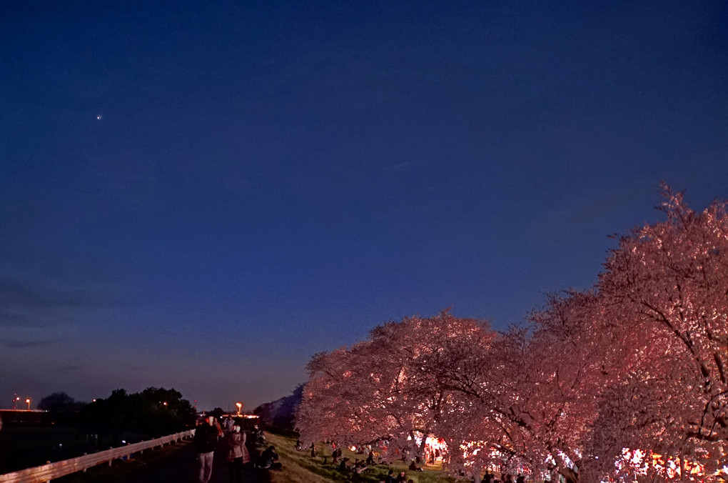 夜桜、月、金星。