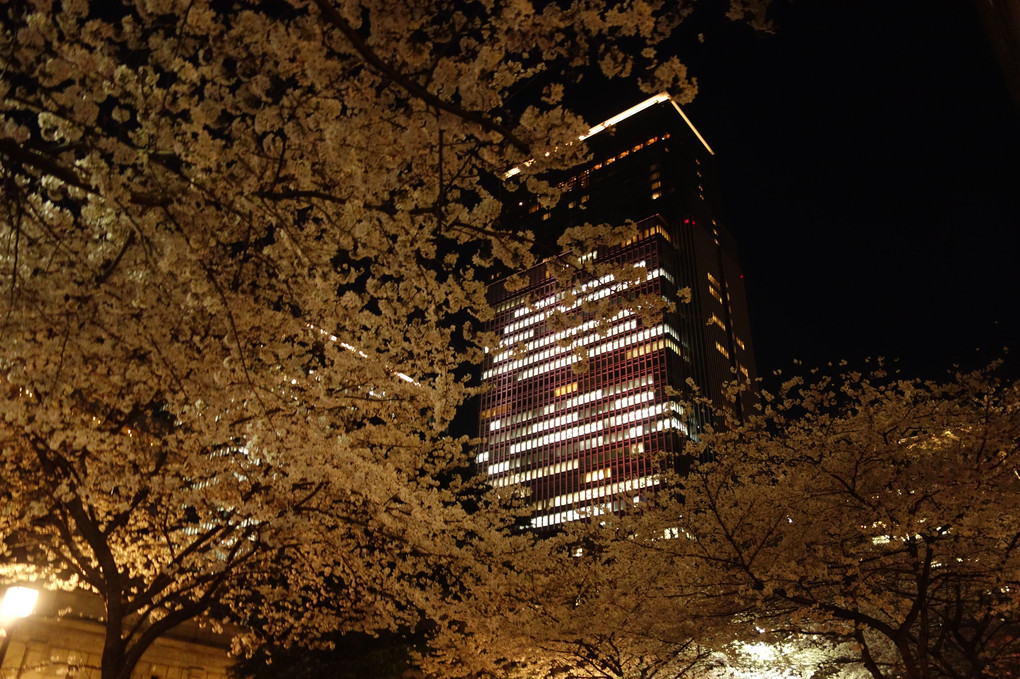 都会の夜桜