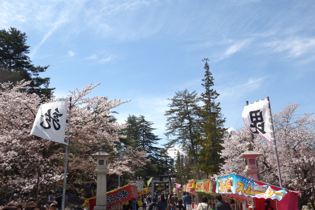 松岬公園の桜