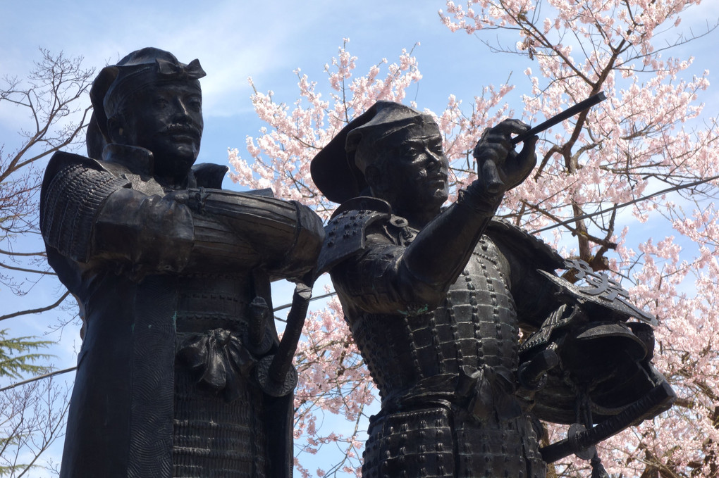 松岬公園の桜