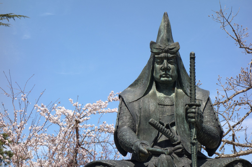 松岬公園の桜