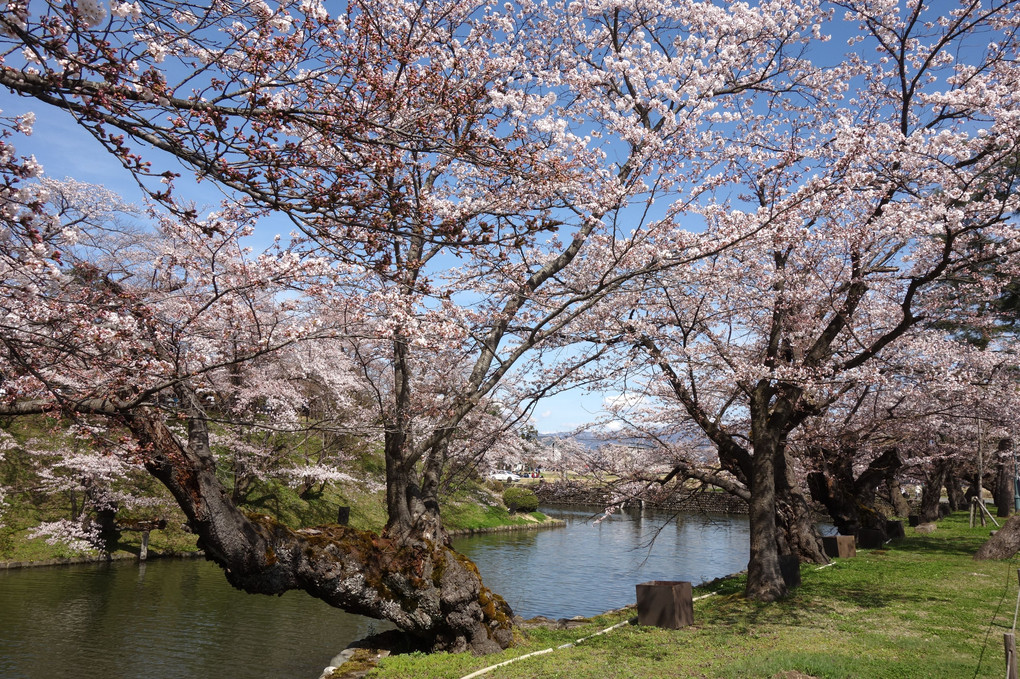 松岬公園の桜