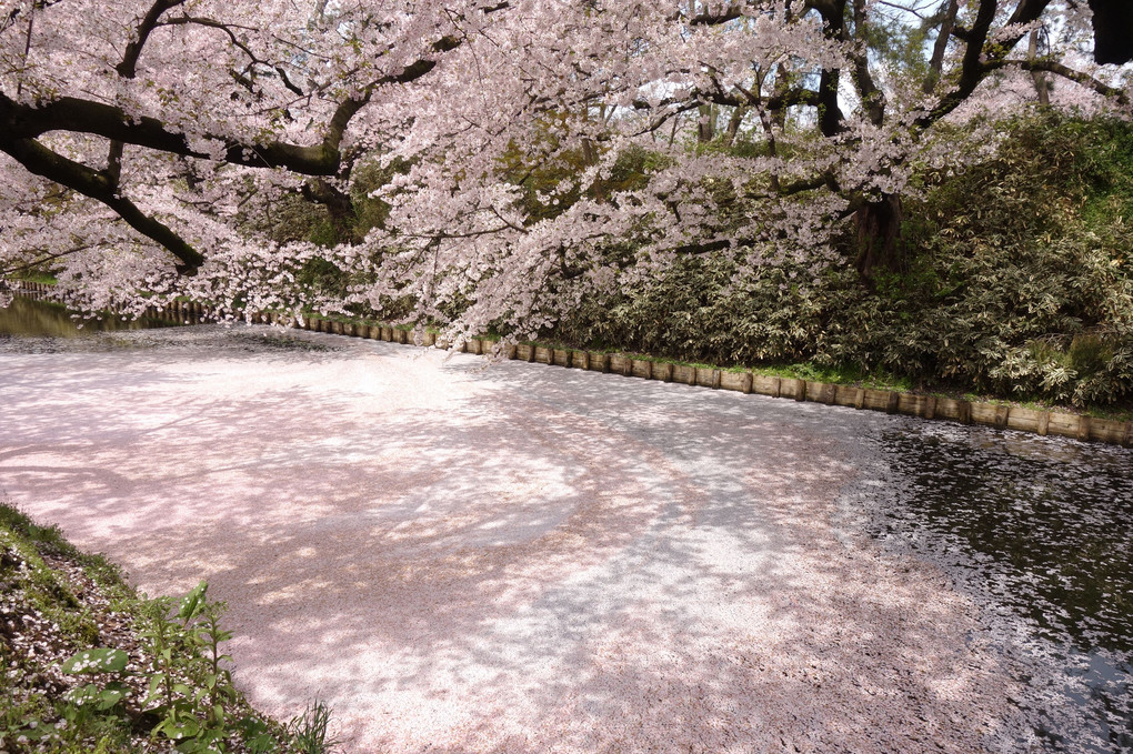 弘前公園2017