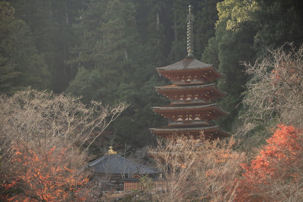 米谷昌浩先生の写真講座　晩秋の長谷寺で残り紅葉を撮る。