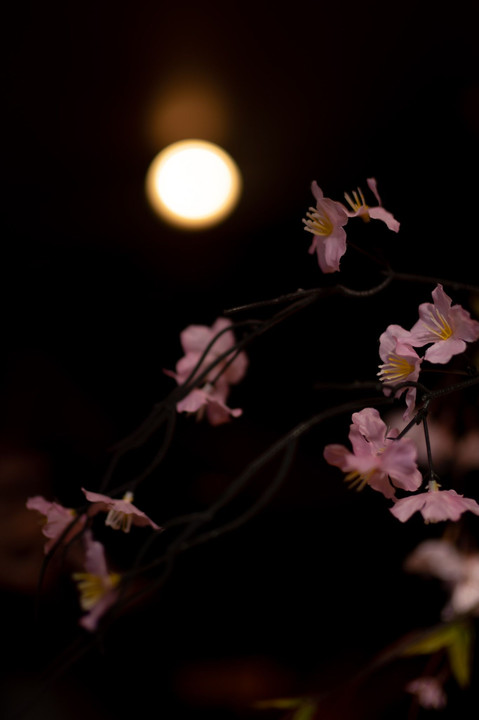 井上嘉代子先生の写真講座　桜撮影を極めよう（光編）