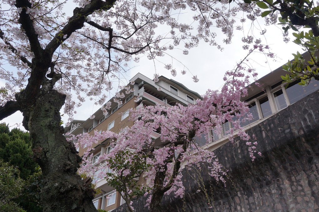 WESTIN MIYAKO HOTEL KYOTOの桜