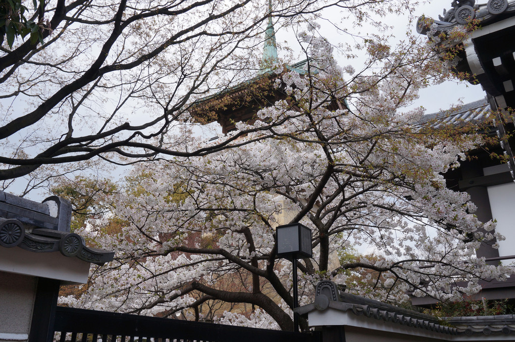 八坂神社近くで撮影した桜