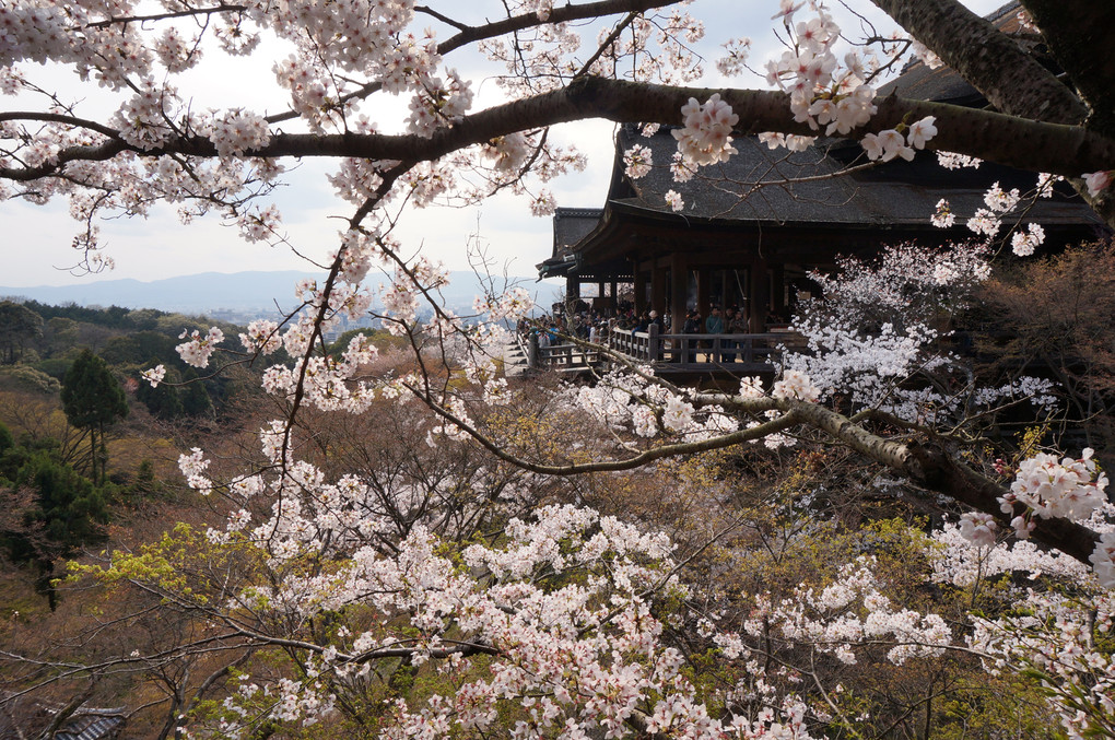 桜の間から眺める清水寺
